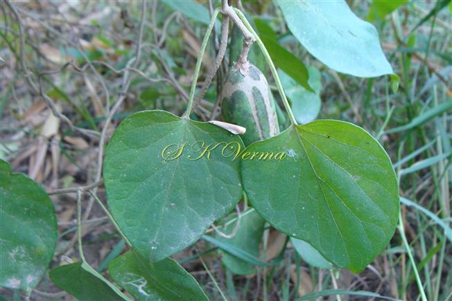  Leaves